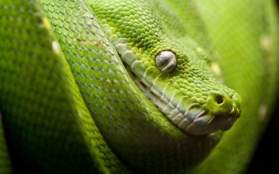 Snake Removal in Westfield, MA: Dealing with Snakes Safely