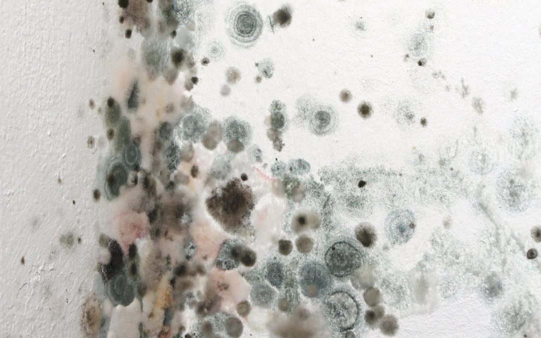 Managing Mold: Locating Reliable Mold Cleanup Service in Omaha, NE