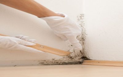 Mold Cleanup Service in Omaha, NE: Protecting Your Home from Mold Infestations