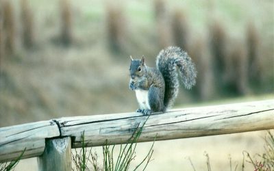 Squirrel Removal in Westfield, MA: Managing Squirrel Infestations