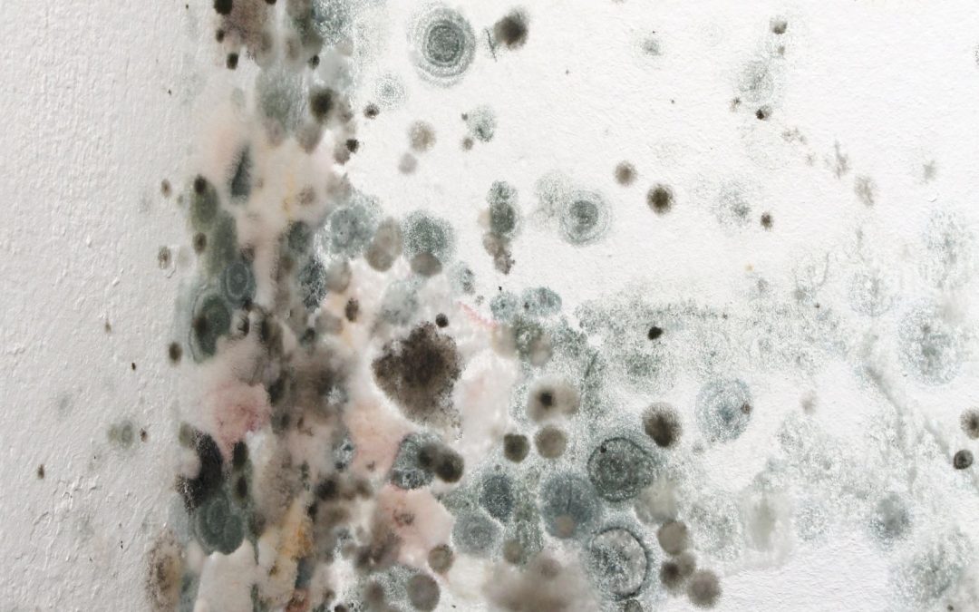 Combating Mold: A Comprehensive Guide to Mold Damage Remediation Services in Omaha, NE