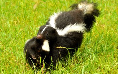 Unlocking the Secrets of Skunk Removal in Westfield, MA: Your Ultimate Guide