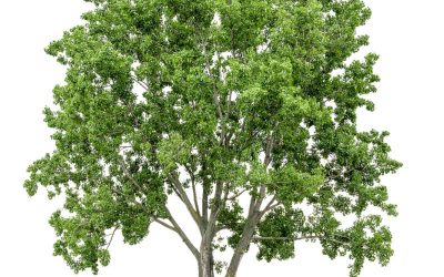 Accepting the Green: The Verdant Heritage of Trees in Calgary