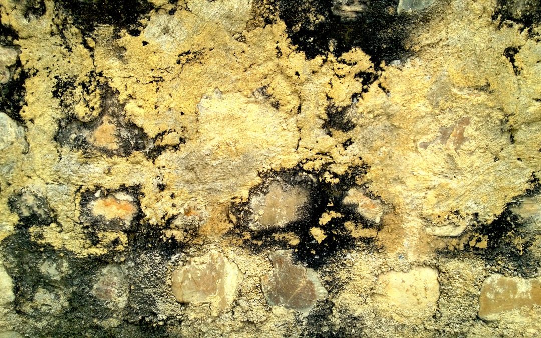 Fighting the Fungus Among Us: Professional Mold Damage Remediation in Omaha, NE