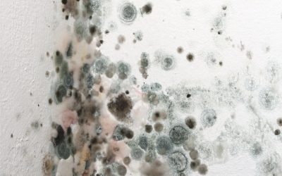 Effective Commercial Mold Remediation in County, NE: Providing a Safe and Healthy Business Environment