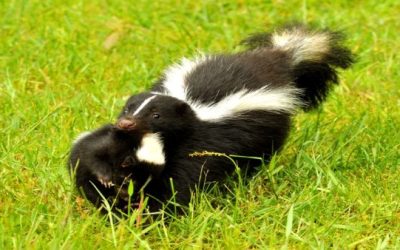 Expert Tips for Skunk Removal in Westfield, MA