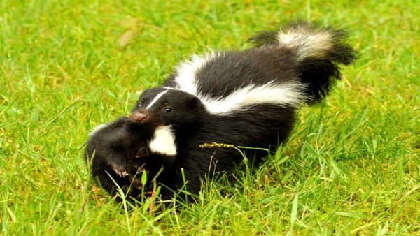 Expert Tips for Skunk Removal in Westfield, MA