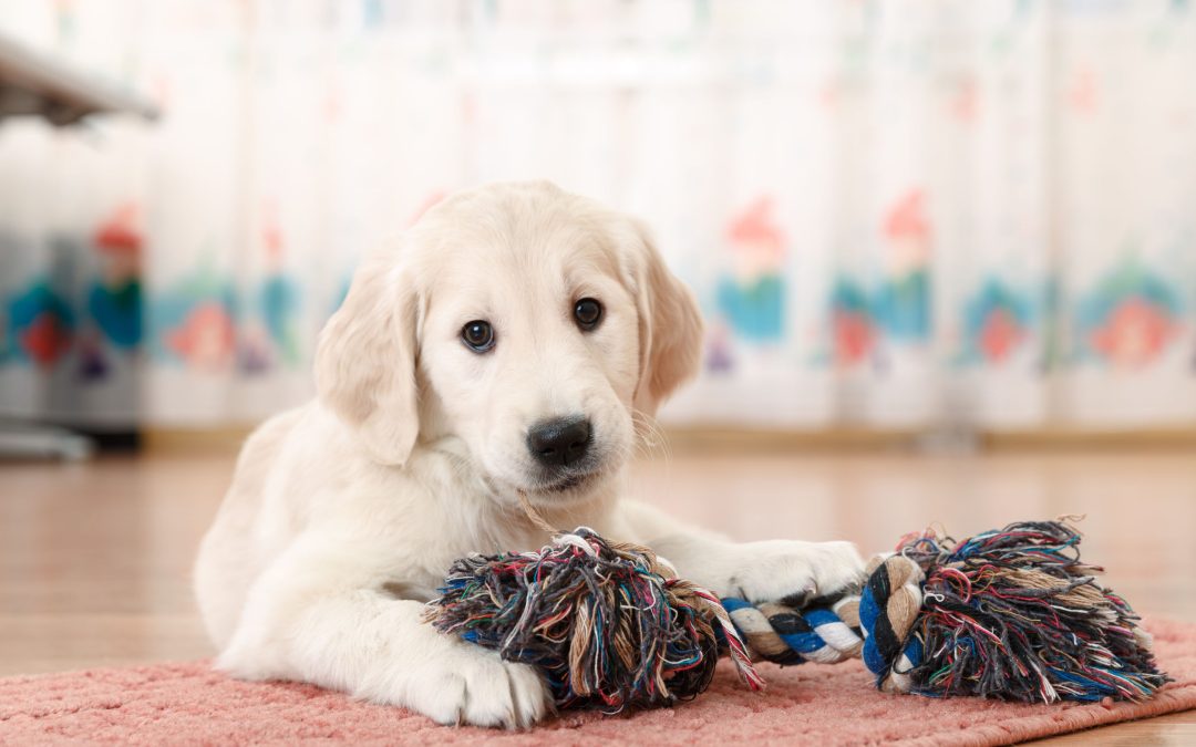 The increasing popularity of pet daycare in Wisconsin Rapids, WI