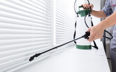 Protecting Your Home and Business: Effective Pest Removal Services in Eastsound, WA