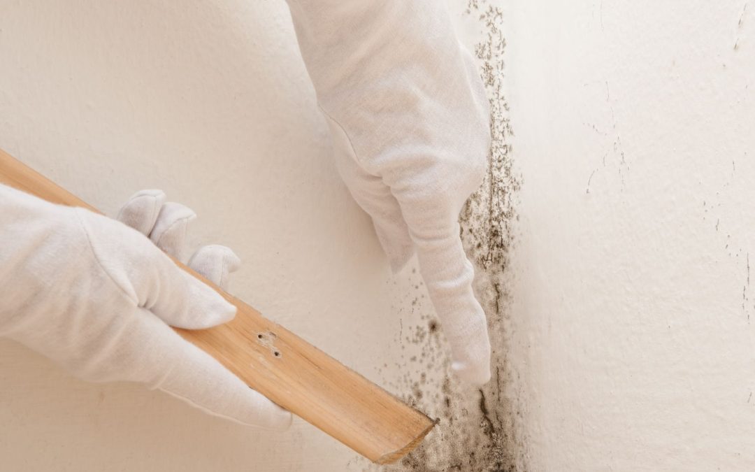 Comprehensive Mold Damage Remediation in Omaha, NE: How to Protect Your Home and Health