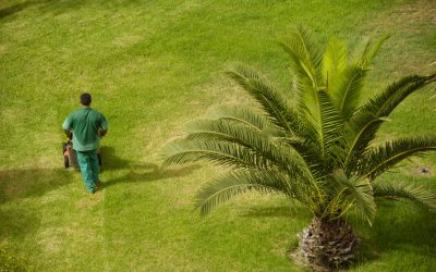 Keep Your Grass Healthier Year Round With Tried and True Lawn Care