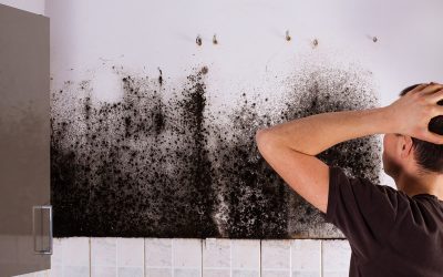 Reduce Allergy Risks with the Expertise of a Mold Specialist Tampa Can Provide