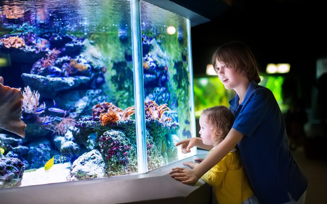 Transform Your Home With Aquarium Design Plano TX for a Stunning Underwater Retreat