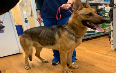 Protect Your Pet by Scheduling a Parasite Test For Dogs in Monmouth County, NJ, Vets Recommend