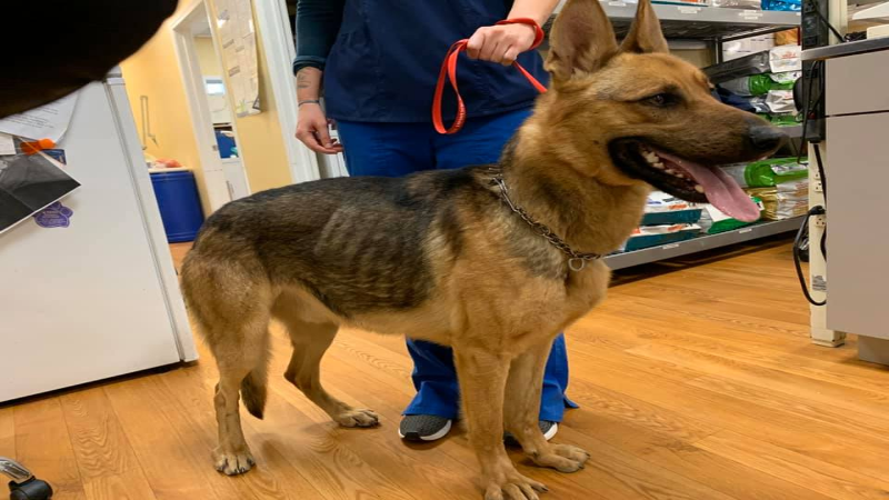 Protect Your Pet by Scheduling a Parasite Test For Dogs in Monmouth County, NJ, Vets Recommend