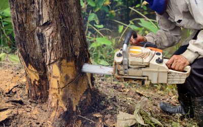 Tree Trimming Services : Keep Your Yard Beautiful and Trees Strong With Expert Care