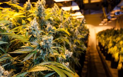 Unique Ways Dispensaries In Springfield MA Are Enhancing Customer Experiences