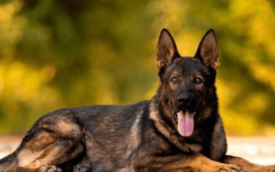 How Guard Dogs For Families Create a Safer Home Environment Across American Neighborhoods