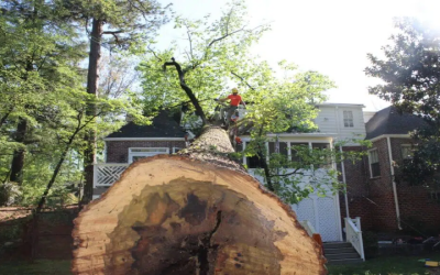 Protect Your Property Fast With Emergency Tree Service In Marietta, Ga After Storms
