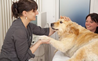 Pet Boarding Service Makes Pet Safety and Comfort a Priority