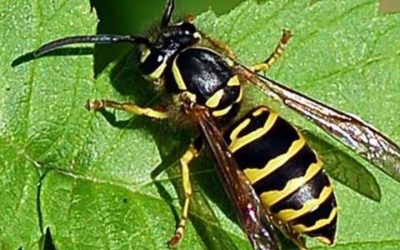 Protect Your Family from Lyme Disease with Effective Tick Control in Plymouth County MA Solutions