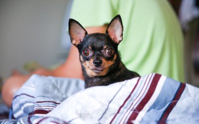 Why a Dog Bath in Wisconsin Rapids, WI, Experience Means Better Health for Your Pet