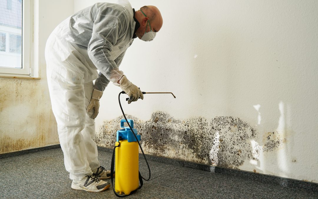 Comprehensive Guide to Mold Remediation Temecula CA for Safe and Lasting Results