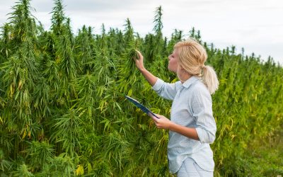 Find Out How NYC Weed Delivery Manhattan Makes Cannabis Shopping Fast and Easy